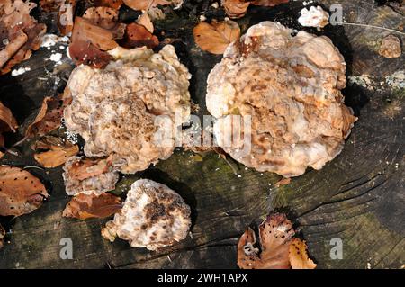 La parenthèse grumeleuse (Trametes gibbosa) est un champignon saprophyte qui pousse sur les troncs de hêtre. Cette photo a été prise dans la réserve de biosphère de Montseny, à Barcelone prov Banque D'Images