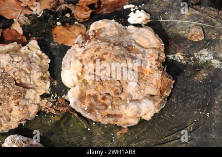 La parenthèse grumeleuse (Trametes gibbosa) est un champignon saprophyte qui pousse sur les troncs de hêtre. Cette photo a été prise dans la réserve de biosphère de Montseny, à Barcelone prov Banque D'Images