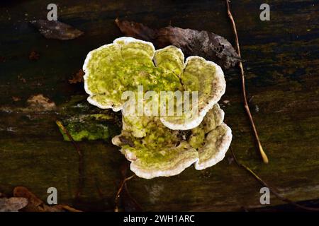 Le support grumeleux (Trametes gibbosa) est un champignon saprophyte qui pousse sur les troncs de hêtre. Cette photo a été prise dans le parc national de Dalby, Skane, Suède. Banque D'Images