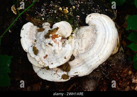 La parenthèse grumeleuse (Trametes gibbosa) est un champignon saprophyte qui pousse sur les troncs de hêtre. Cette photo a été prise dans la réserve de biosphère de Montseny, à Barcelone prov Banque D'Images