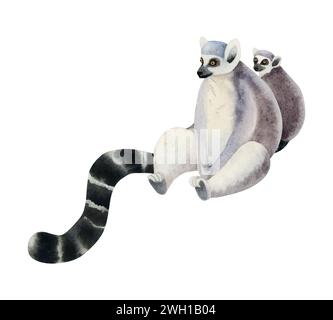 Mère lémurien avec une illustration d'aquarelle de petit. Mignon singe femelle tropical à queue annulaire de Madagascar drôle avec bébé Banque D'Images