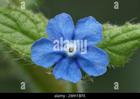 Gros plan coloré d'une fleur bleue de l'alkanet vert, Pentaglottis sempervirens dans le jardin Banque D'Images