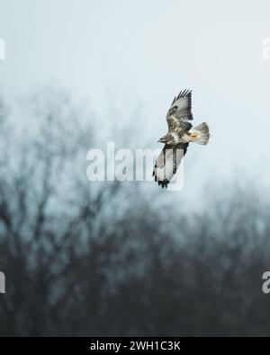 Une majestueuse buzzard aux pattes de Mossy s'élève gracieusement dans le ciel au-dessus d'un paysage pittoresque d'arbres Banque D'Images