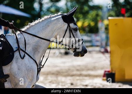 L'image montre un cheval sautant en mouvement pendant un tournoi sous forme d'image en gros plan, en couleur avec un espace pour le texte. Journée ensoleillée au printemps. Banque D'Images