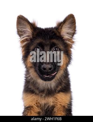 Haed photo d'un chiot berger allemand mignon, assis face à l'avant. Regardant droit à la caméra, bouche ouverte et bouche léchée de la langue. Isolé sur un Banque D'Images