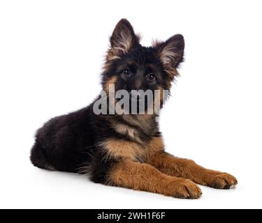 Chiot chien Berger allemand mignon, couché sur le côté. Regardant droit à la caméra, bouche fermée. Isolé sur fond blanc. Banque D'Images
