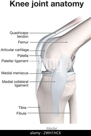 Illustration 3D montrant les os et le cartilage d'une articulation du genou. Vue Mediall. Étiqueté. Banque D'Images