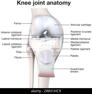 Illustration 3D montrant les os et le cartilage d'une articulation du genou. Banque D'Images