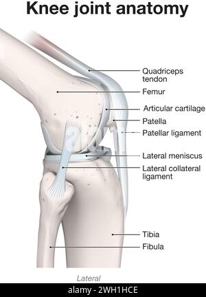 Illustration 3D montrant les os et le cartilage d'une articulation du genou. Vue latérale. Étiqueté. Banque D'Images