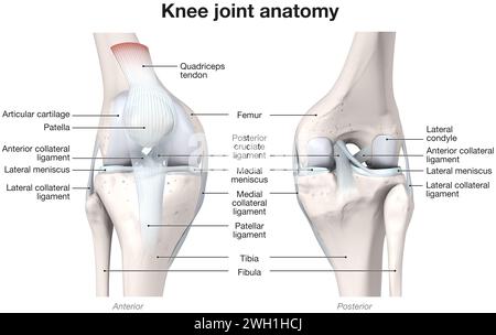 Illustration 3D montrant les os, les ligaments et le cartilage d'une articulation du genou Banque D'Images