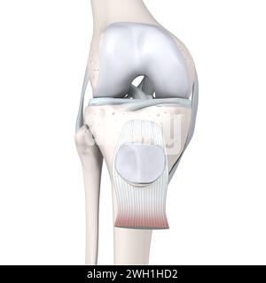 Illustration 3D montrant l'anatomie de l'articulation du genou. Os, ménisques, cartilage articulaire et ligaments. Vue de face. Illustration 3D. Banque D'Images