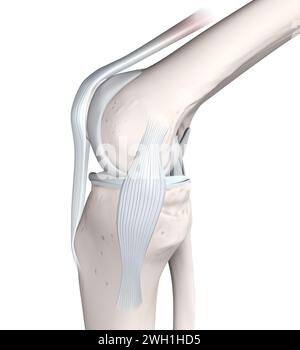 Anatomie de l'articulation du genou. Os, ménisques, cartilage articulaire et ligaments. Vue médiale. Illustration 3D. Banque D'Images