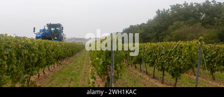 agriculture viticulture en charente Banque D'Images