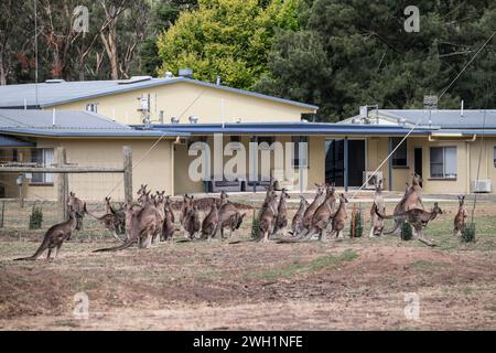 Kangourous dans un sanctuaire des Grampians, Australie Banque D'Images