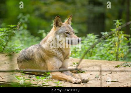 Portrait d'un loup couché sur le sol dans un parc, automne en Autriche Ernstbrunn Autriche Banque D'Images