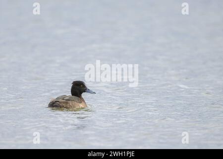 Une femelle canard touffeté nageant sur un lac, jour nuageux en hiver, Vienne Autriche Banque D'Images