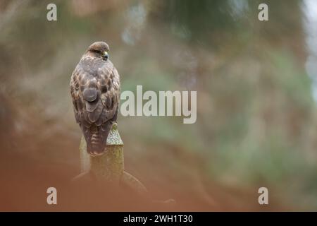 Buzzard perché sur la pierre tombale dans le cimetière Banque D'Images