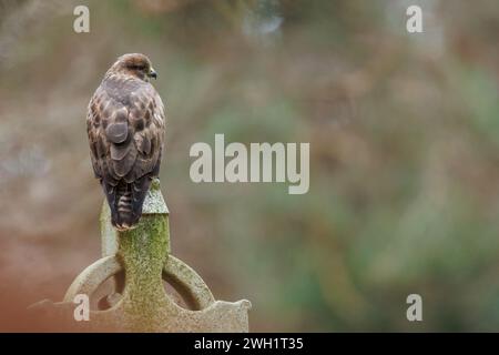 Buzzard perché sur la pierre tombale dans le cimetière Banque D'Images