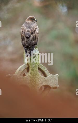 Buzzard perché sur la pierre tombale dans le cimetière Banque D'Images