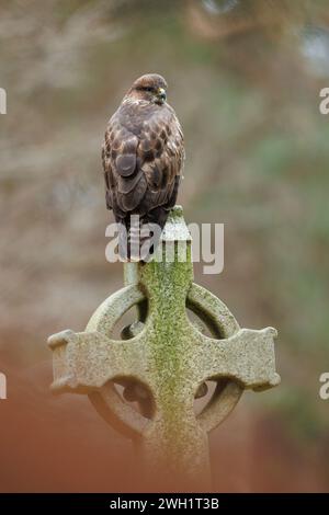 Buzzard perché sur la pierre tombale dans le cimetière Banque D'Images