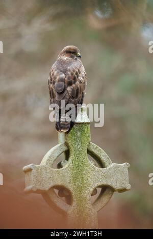 Buzzard perché sur la pierre tombale dans le cimetière Banque D'Images