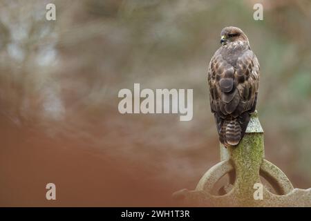 Buzzard perché sur la pierre tombale dans le cimetière Banque D'Images