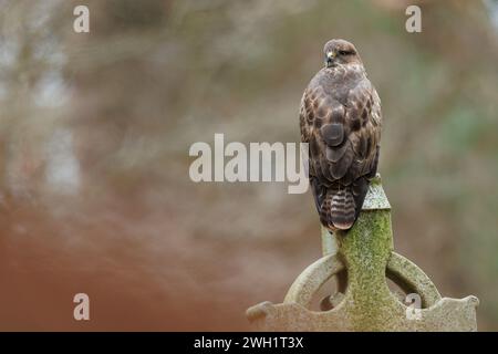 Buzzard perché sur la pierre tombale dans le cimetière Banque D'Images