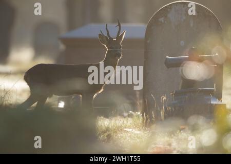 Roe Deer vivant dans le cimetière Banque D'Images