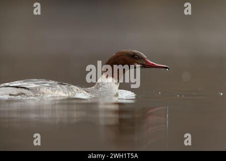 Femme Goosander nageant passé sur le lac anglais (UK) Banque D'Images