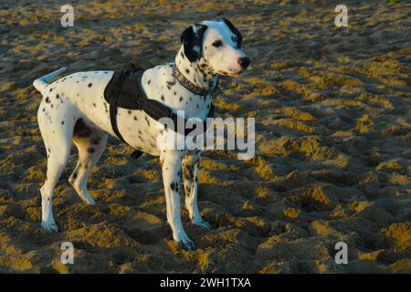 Dalmate sur la plage de l'océan Atlantique, Argentine Banque D'Images