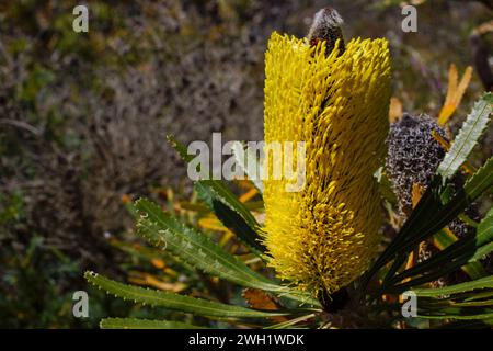 Cône de fleur jaune de Candlestick Banksia (Banksia attenuata), dans un habitat naturel, Australie occidentale Banque D'Images