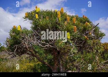 Arbre à fleurs du Candlestick Banksia (Banksia attenuata), Australie occidentale Banque D'Images