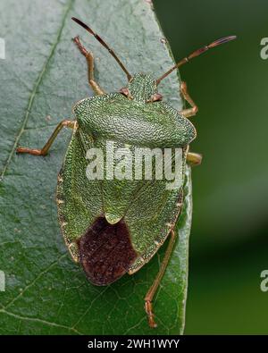 Hivernage de Shieldbug vert commun (Palomena prasina) sur rhododendron. Tipperary, Irlande Banque D'Images