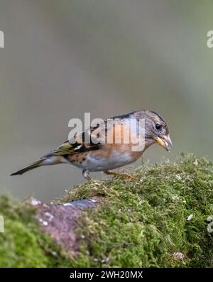 Un beau Brambling, (Fringilla montifringilla), perché sur une branche couverte de mousse Banque D'Images