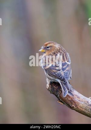 Un charmant petit Redpoll, (cabaret Acanthis), perché sur une branche d'arbre ancienne Banque D'Images