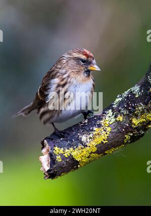 Un charmant petit Redpoll, (cabaret Acanthis), perché sur une branche d'arbre ancienne Banque D'Images