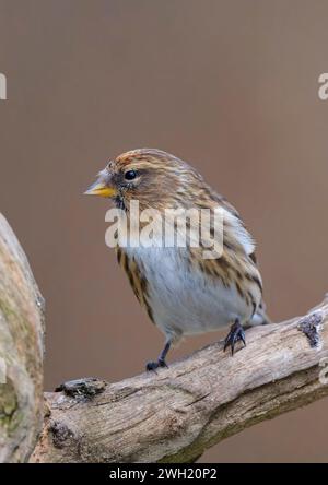 Un charmant petit Redpoll, (cabaret Acanthis), perché sur une branche d'arbre ancienne Banque D'Images