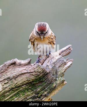 Un charmant petit Redpoll, (cabaret Acanthis), perché sur une branche d'arbre ancienne Banque D'Images