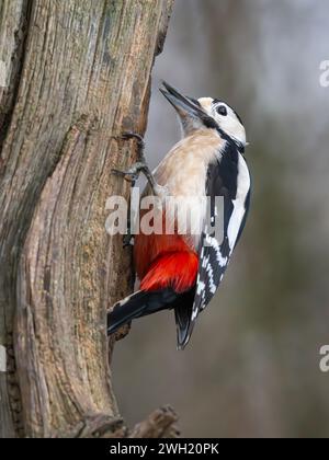 Un spectaculaire grand pic tacheté mâle, (Dendrocopos major), accroché au côté d'un tronc d'arbre Banque D'Images