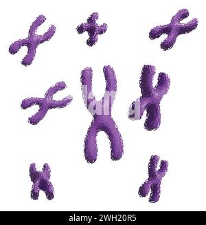 Icône illustrative des chromosomes X représentant la recherche génétique et la biologie moléculaire, idéale pour le matériel éducatif et les publications scientifiques Illustration de Vecteur