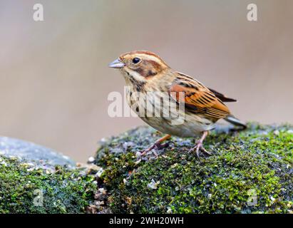 Un charmant petit Redpoll, (cabaret Acanthis), perché sur une branche d'arbre ancienne Banque D'Images