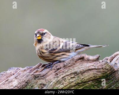 Un charmant petit Redpoll, (cabaret Acanthis), perché sur une branche d'arbre ancienne Banque D'Images