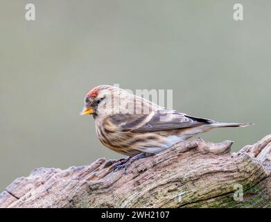 Un charmant petit Redpoll, (cabaret Acanthis), perché sur une branche d'arbre ancienne Banque D'Images