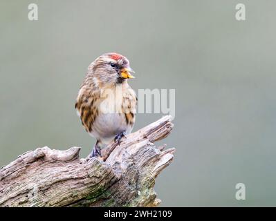 Un charmant petit Redpoll, (cabaret Acanthis), perché sur une branche d'arbre ancienne Banque D'Images