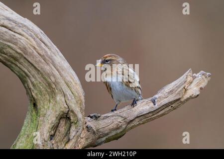 Un charmant petit Redpoll, (cabaret Acanthis), perché sur une branche d'arbre ancienne Banque D'Images