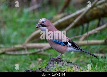 Un Jay, (Garrulus glandarius), choyé sur le sol avec une arachide dans son bec. Le Jay est le membre le plus coloré de la famille Crow britannique Banque D'Images