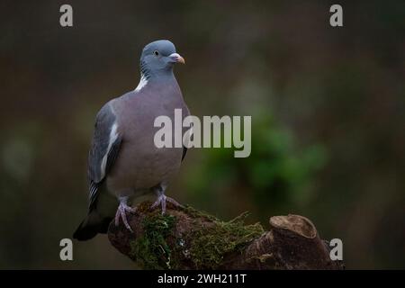 Un pigeon de bois coloré, (Columba palumbus), perché sur une souche d'arbre Banque D'Images