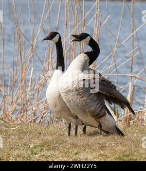 BERNACHE DU CANADA Branta Canadensis Banque D'Images