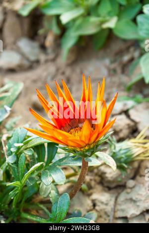 Fleurs Gazania connu comme fleur de trésor. Gazania est une vivacité par temps chaud avec de grandes fleurs composites dans des tons vibrants de jaune et d'orange. Banque D'Images