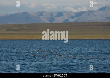 Piqueurs de sable en vol au-dessus de la lagune de la région de 1002 Brooks Range Arctic National Wildlife refuge, Alaska Banque D'Images